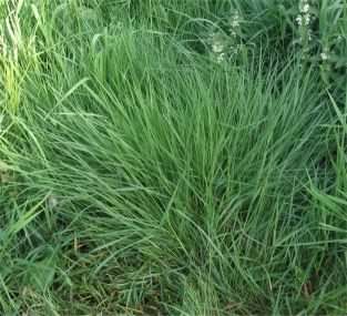 Common Bent - Agrostis capillaris, species information page