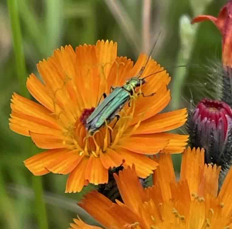 False Oil beetle on Orange Hawkweed, click for a larger image