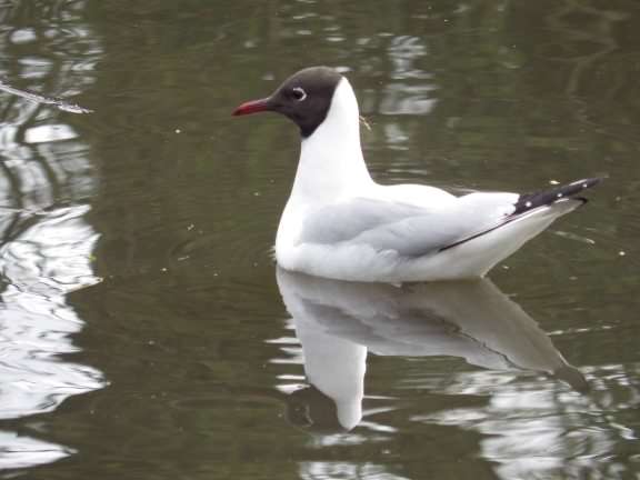 Black&ndash;headed Gull - Chroicocephalus ridibundus, species information page