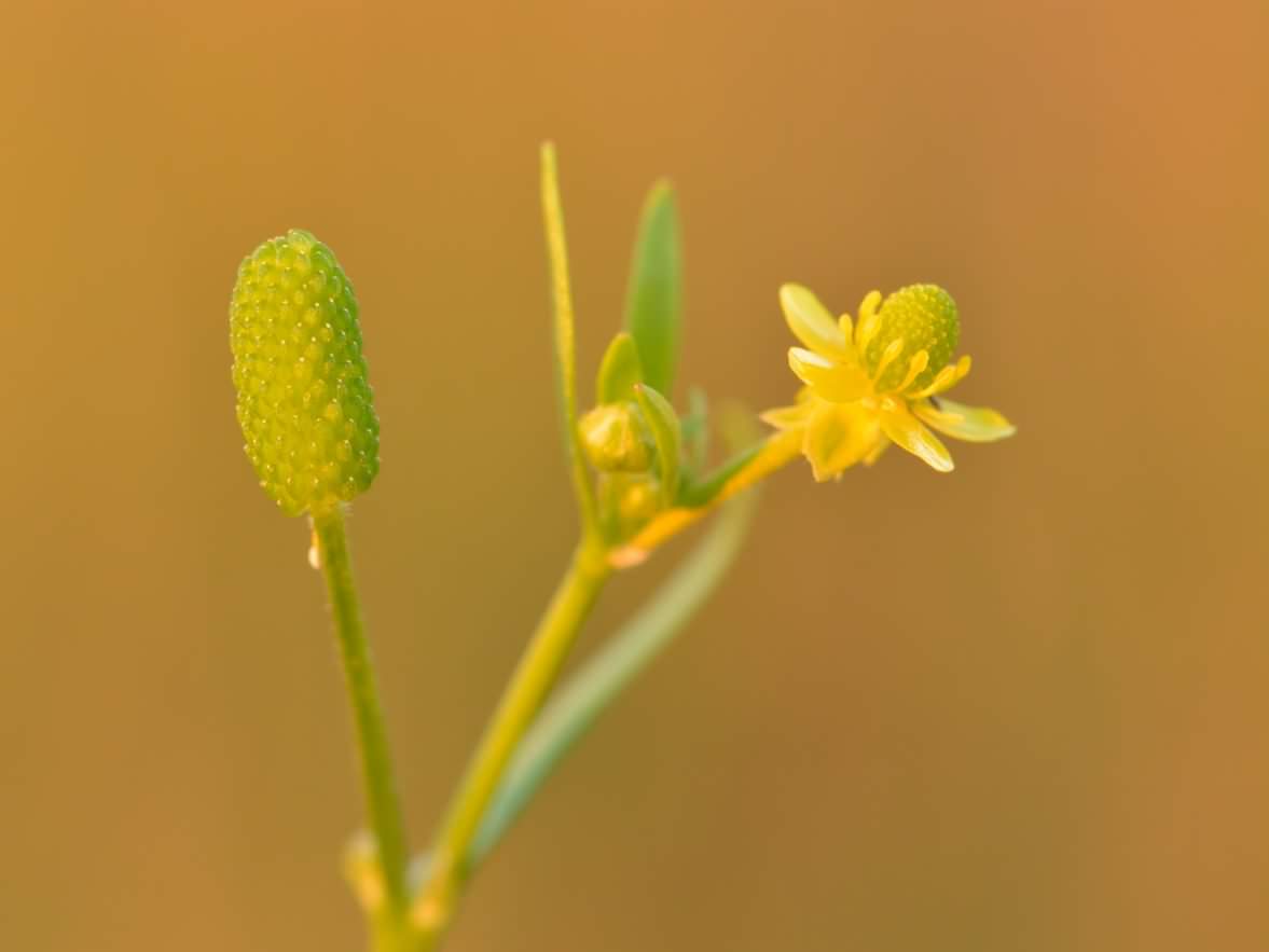 Celery-leaved Buttercup - Ranunculus sceleratus, click for a larger image, licensed for reuse CCASA3.0
