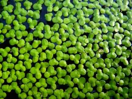Common Duckweed - Lemma minor, species information page, photo licensed for reuse CCASA3.0
