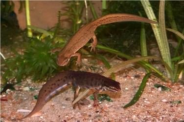 Common Newt - Lissotriton vulgaris, species information page