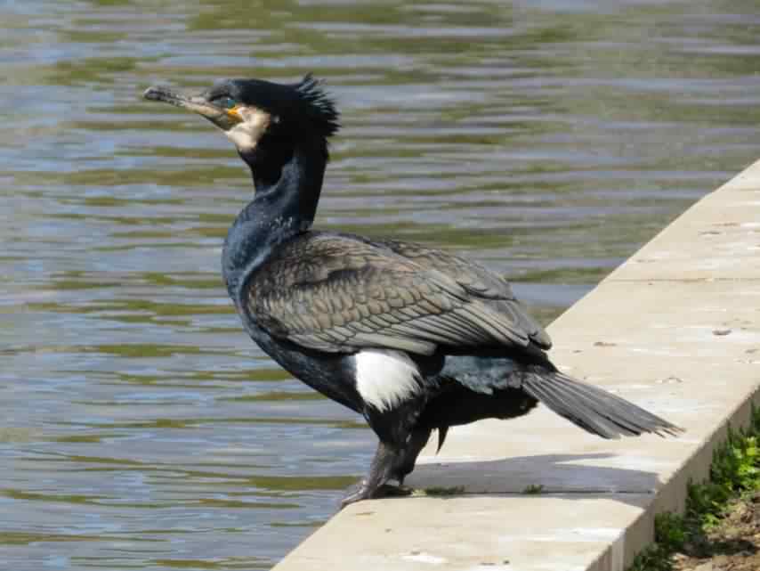 Cormorant - Phalacrocorax carbo, click for a larger image, licensed for reuse CCASA4.0