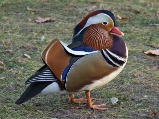 Mandarin Duck - Aix galericulata, click for a larger image, licensed for reuse CCASA3.0