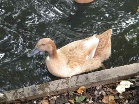 Buff Orpington - Anas platyrhynchos domesticus, click for a larger image