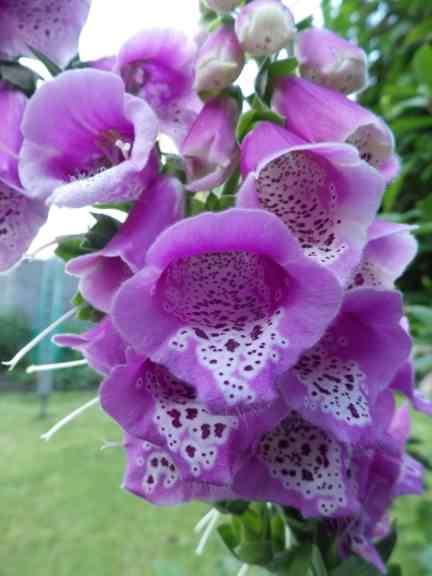 Common Foxglove - Digitalis purpurea, click for a larger image