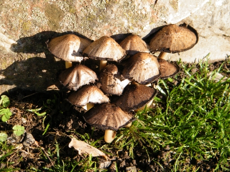 Common Inkcap - Coprinopsis atramentaria, species information page