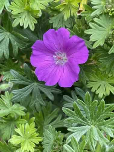 Bloody Cranesbill - Geranium sanguineum, species information page