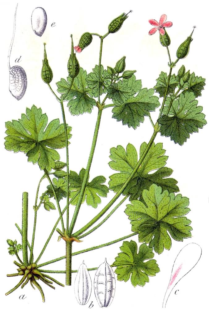 Shining Cranesbill - Geranium lucidum species information page, licensed for reuse picture 1796 Jacob Sturm