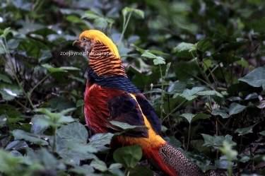 Golden pheasant - Chrysolophus pictus, species information page