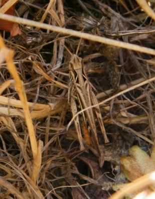 Common Field Grasshopper - Chorthippus brunneus, click for a larger image