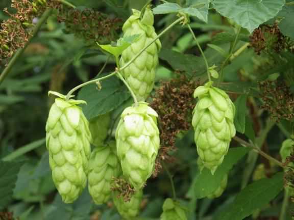 Common Hop - Humulus lupulus, species information page
