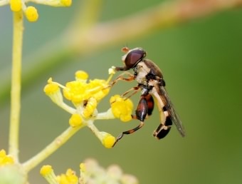 Common Club fly - Syritta pipiens, species information page, photo licensed for reuse CCASA3.0
