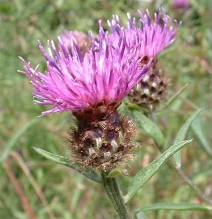 Common Knapweed - Centaurea nigra agg., species information page