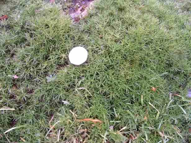 Haircap Moss - Polytrichum commune, species information page
