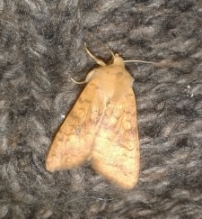 Orange Sallow - Tiliacea citrago, species information page