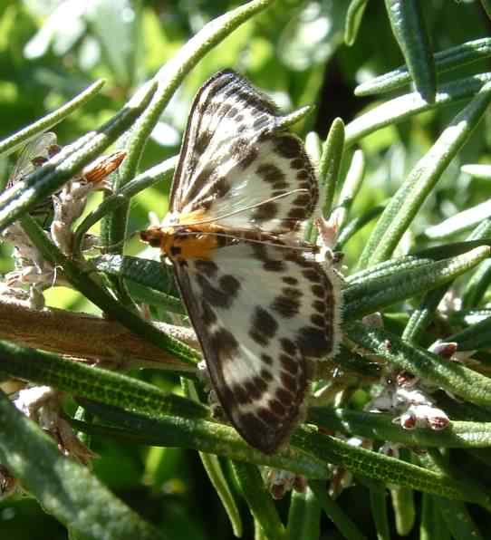 Small Magpie moth - Anania hortulata, click for a larger image
