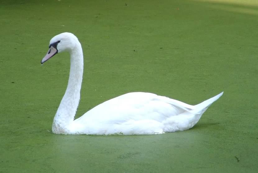 Mute swan - Cygnus olor, click for a larger image