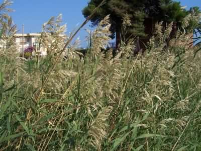 Common Reed - Phragmites Australis, species information page, photo licensed for reuse CCBYNC3.0
