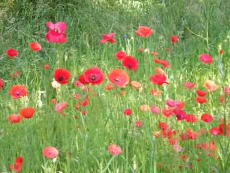 Common Poppy - Papaver rhoeas, species information page