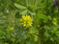 Lesser trefoil - Trifolium dubium, click for a larger image, photo licensed for reuse CCASA3.0