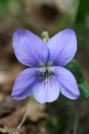 Dog Violet - Viola riviniana, photo licensed for reuse CCASA3.0