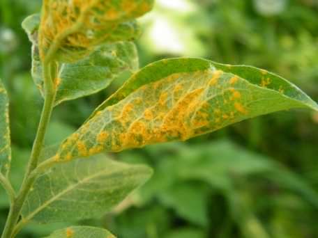 Grey Willow - Salix cinerea ssp. oleifolia, species information page