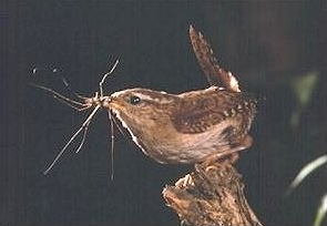 Wren - Troglodytes troglodytes